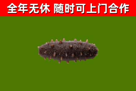 历下区回收海参干